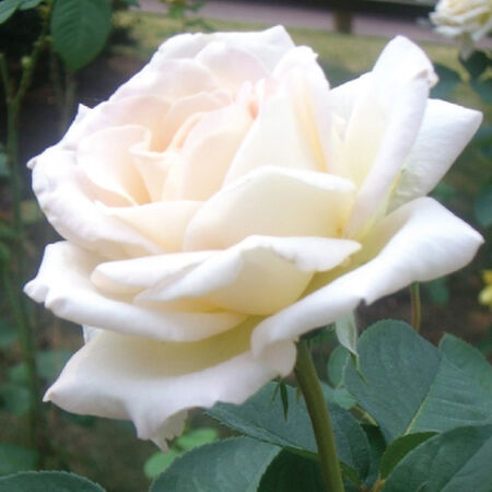 Detail Photos Of White Roses Nomer 12