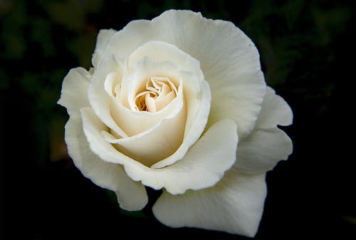 Detail Photos Of White Roses Nomer 15