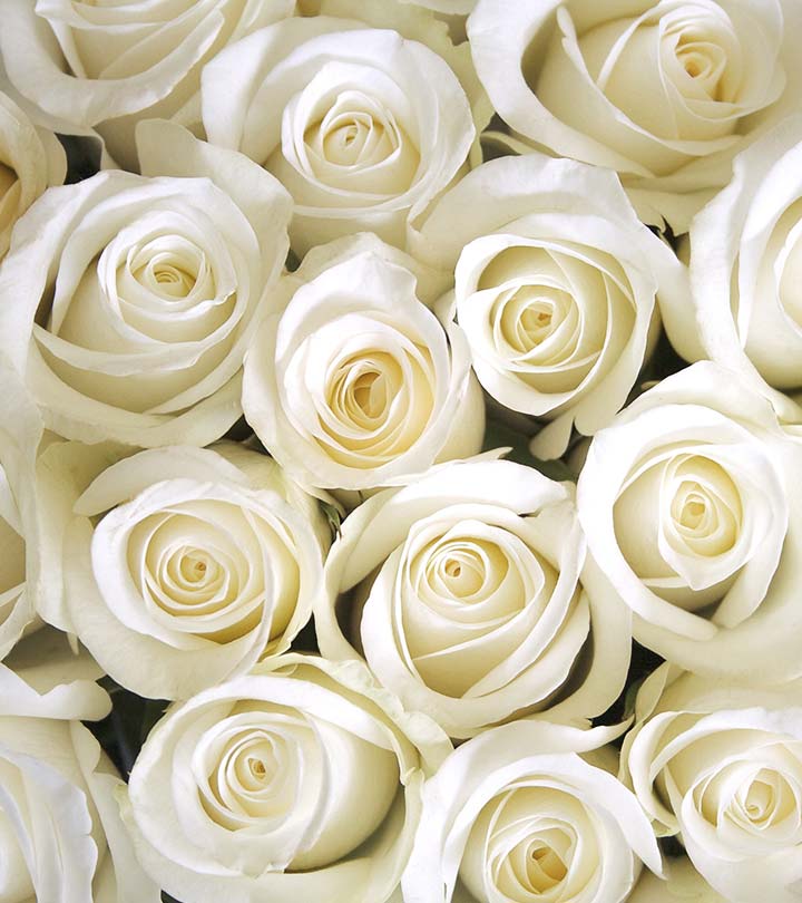 Detail Photos Of White Roses Nomer 17