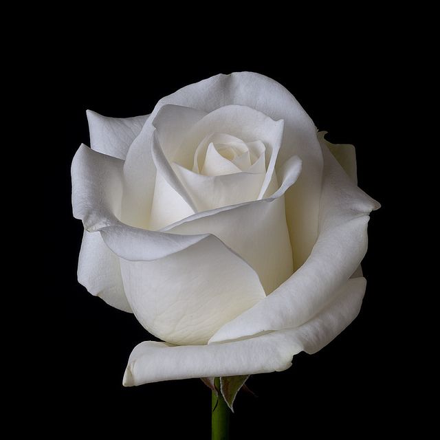 Detail Photos Of White Roses Nomer 3