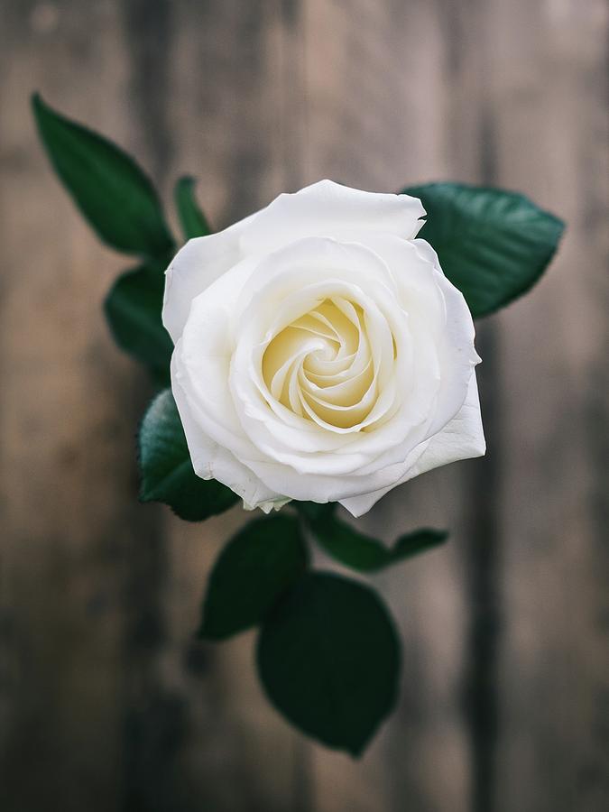 Detail Photos Of White Roses Nomer 21