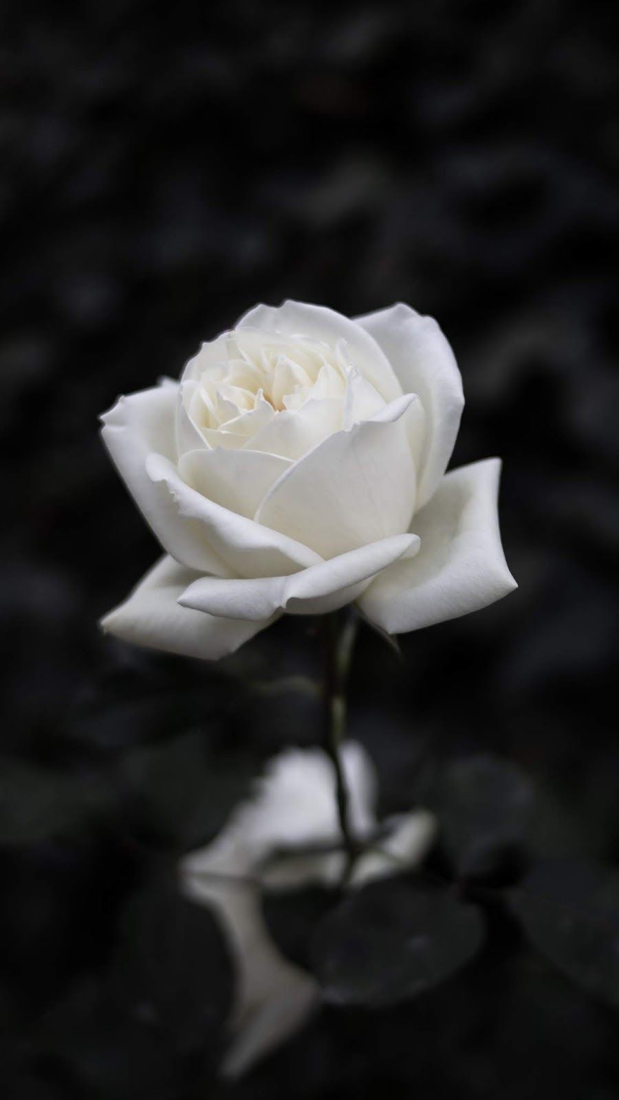 Detail Photos Of White Roses Nomer 25