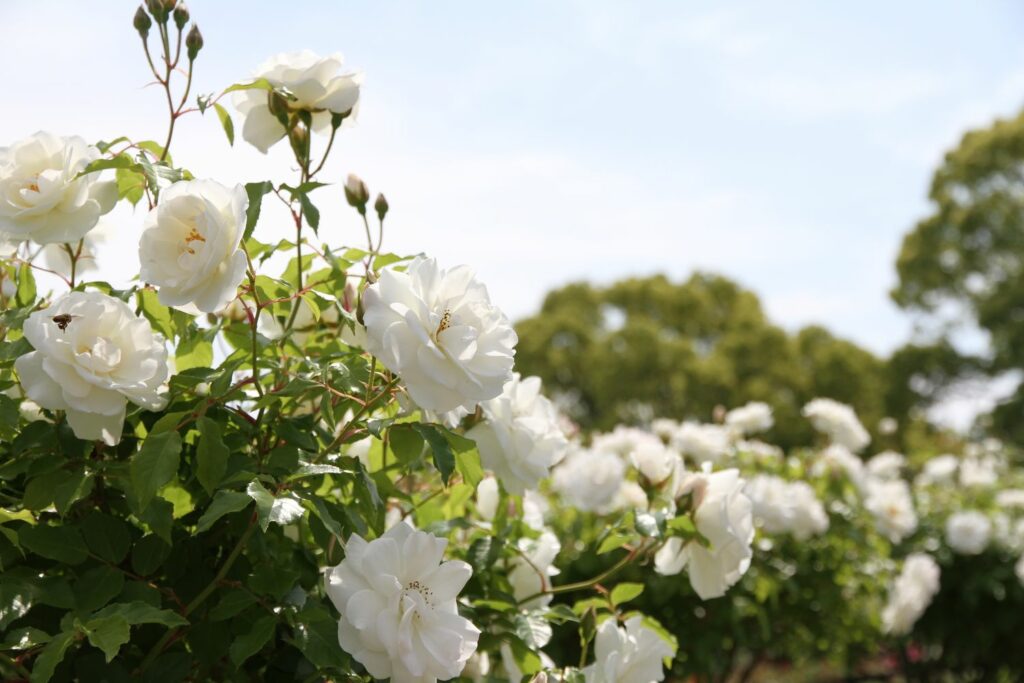 Detail Photos Of White Roses Nomer 27
