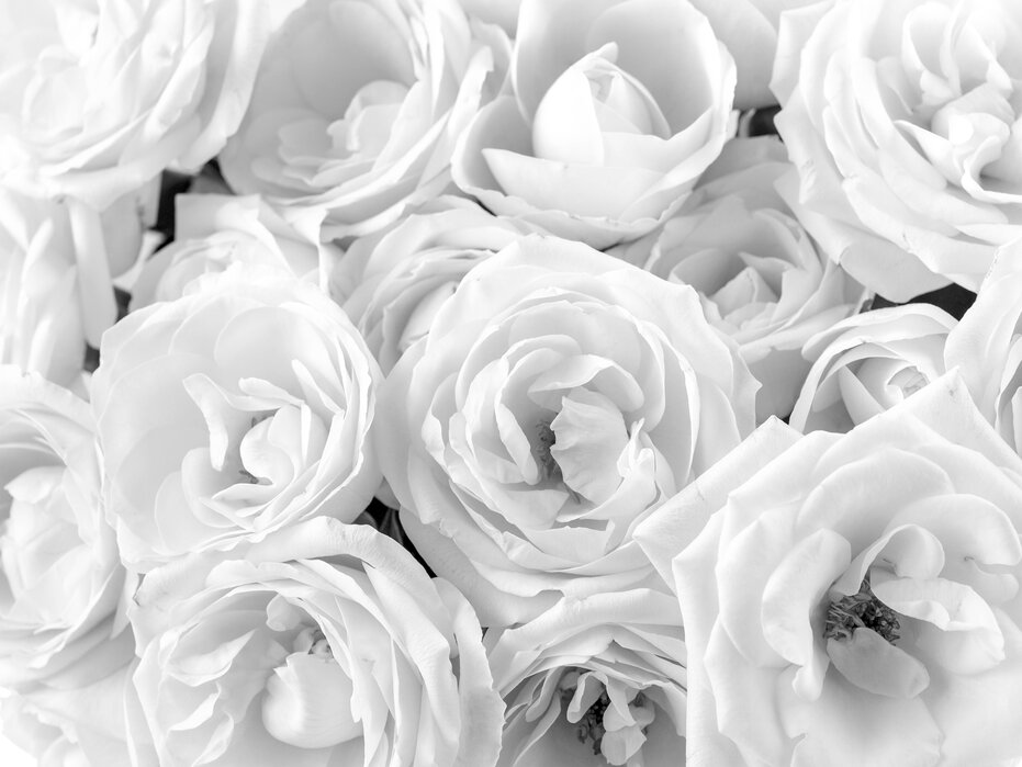 Detail Photos Of White Roses Nomer 33