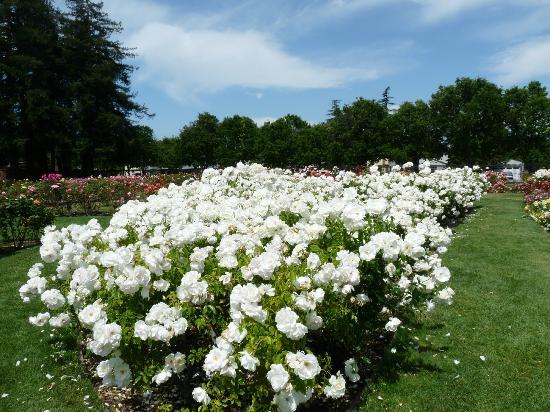 Detail Photos Of White Roses Nomer 35