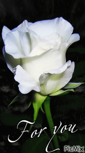 Detail Photos Of White Roses Nomer 36