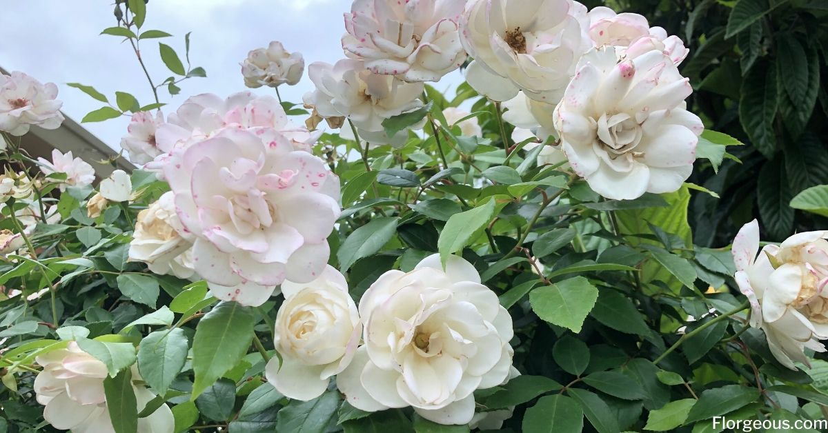Detail Photos Of White Roses Nomer 42