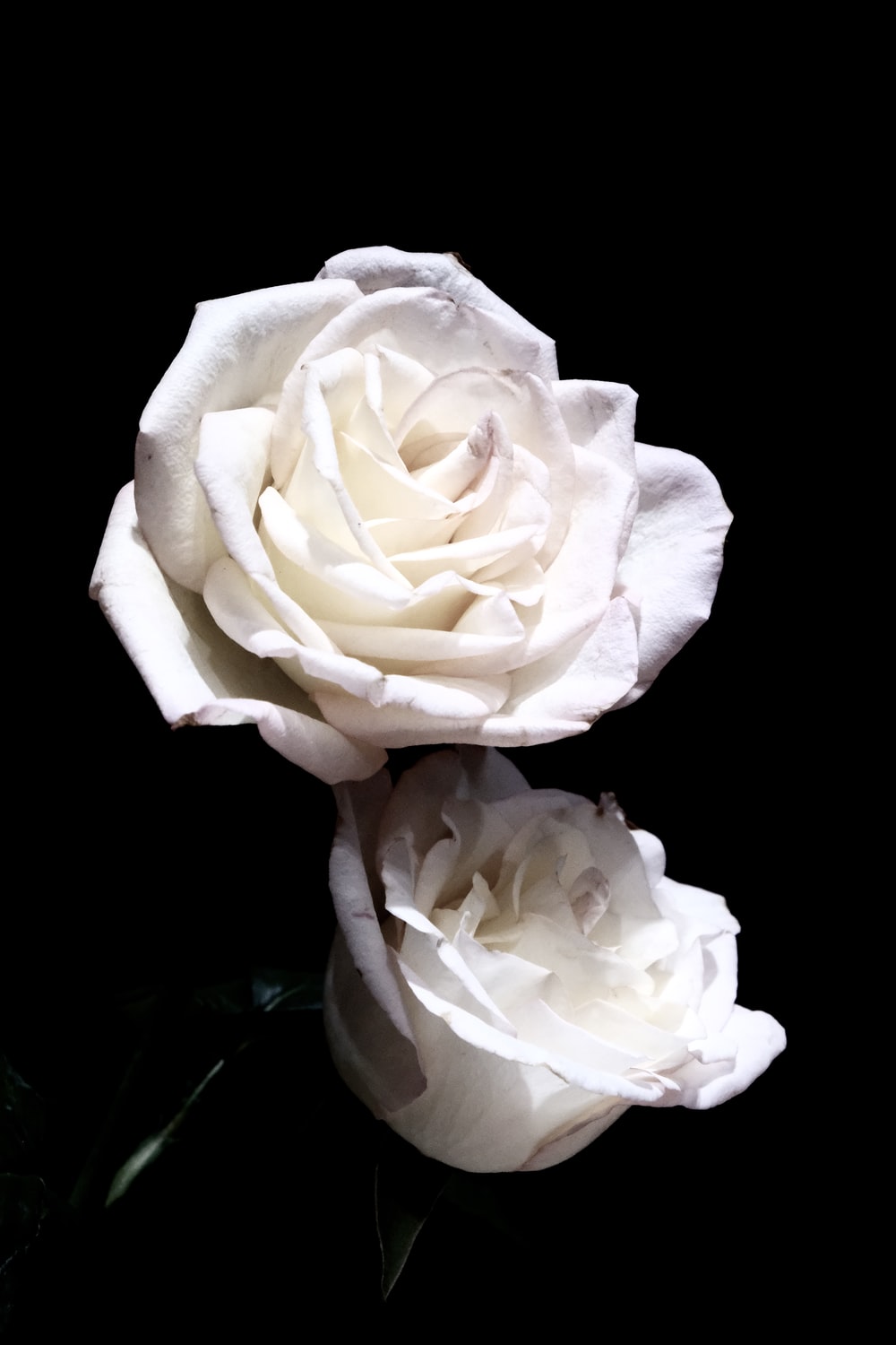 Detail Photos Of White Roses Nomer 45