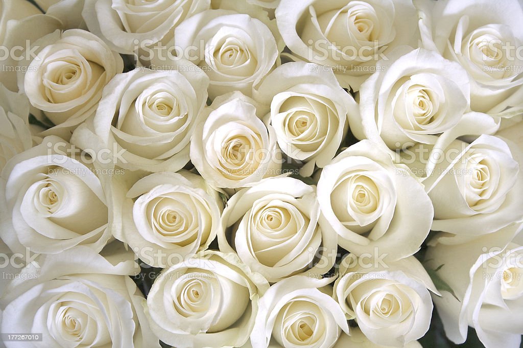 Detail Photos Of White Roses Nomer 47