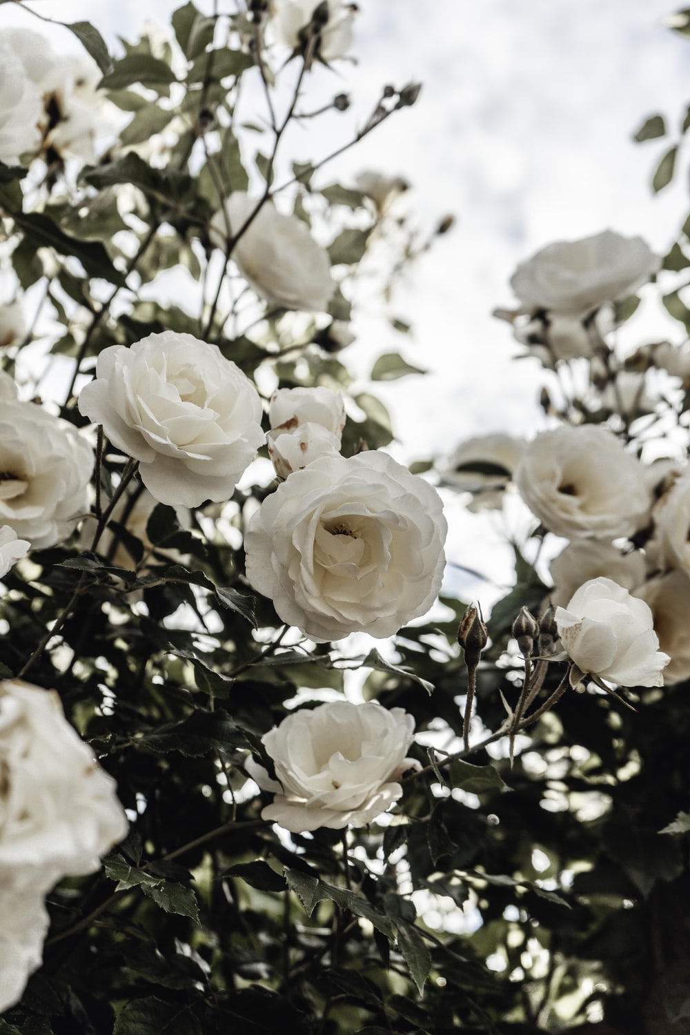 Detail Photos Of White Roses Nomer 6
