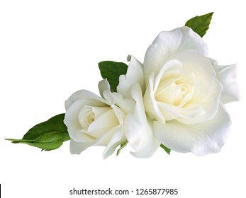 Detail Photos Of White Roses Nomer 49