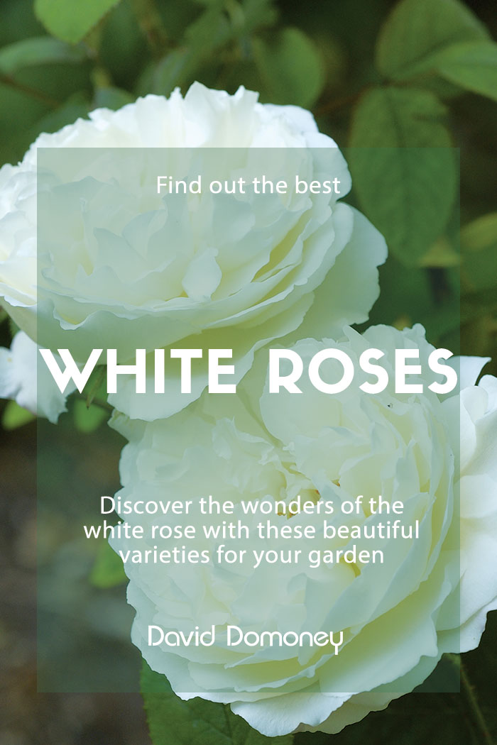 Detail Photos Of White Roses Nomer 51