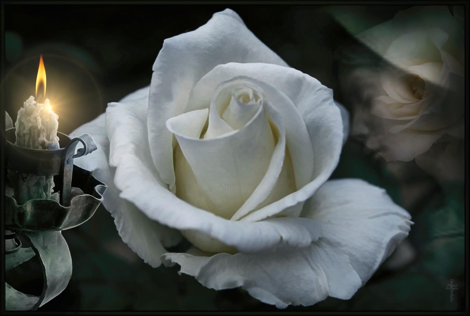 Detail Photos Of White Roses Nomer 54