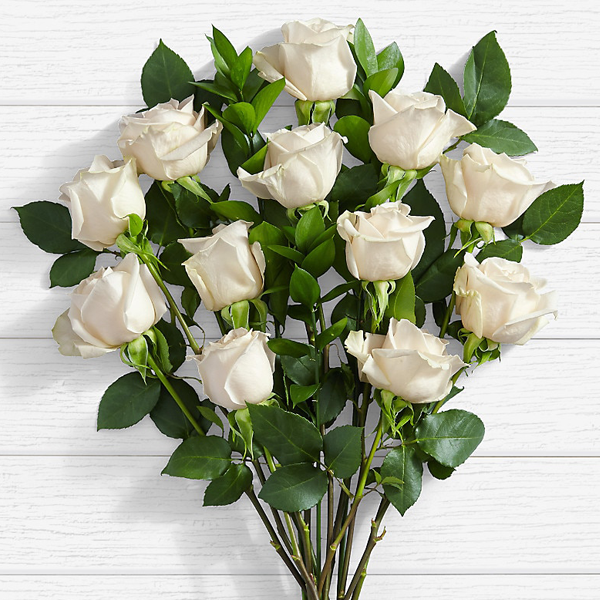 Detail Photos Of White Roses Nomer 56