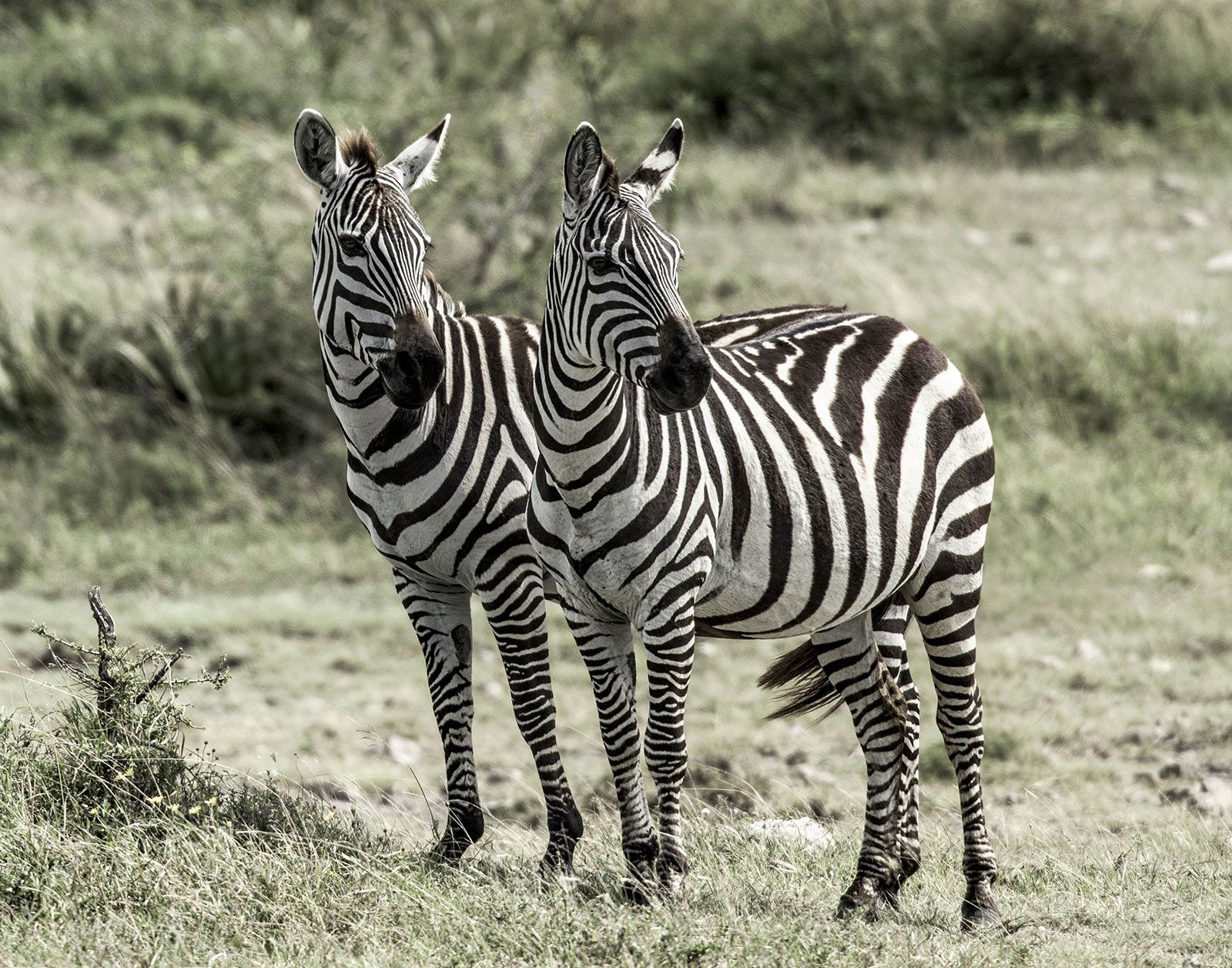 Detail Photos Of Zebras Nomer 12