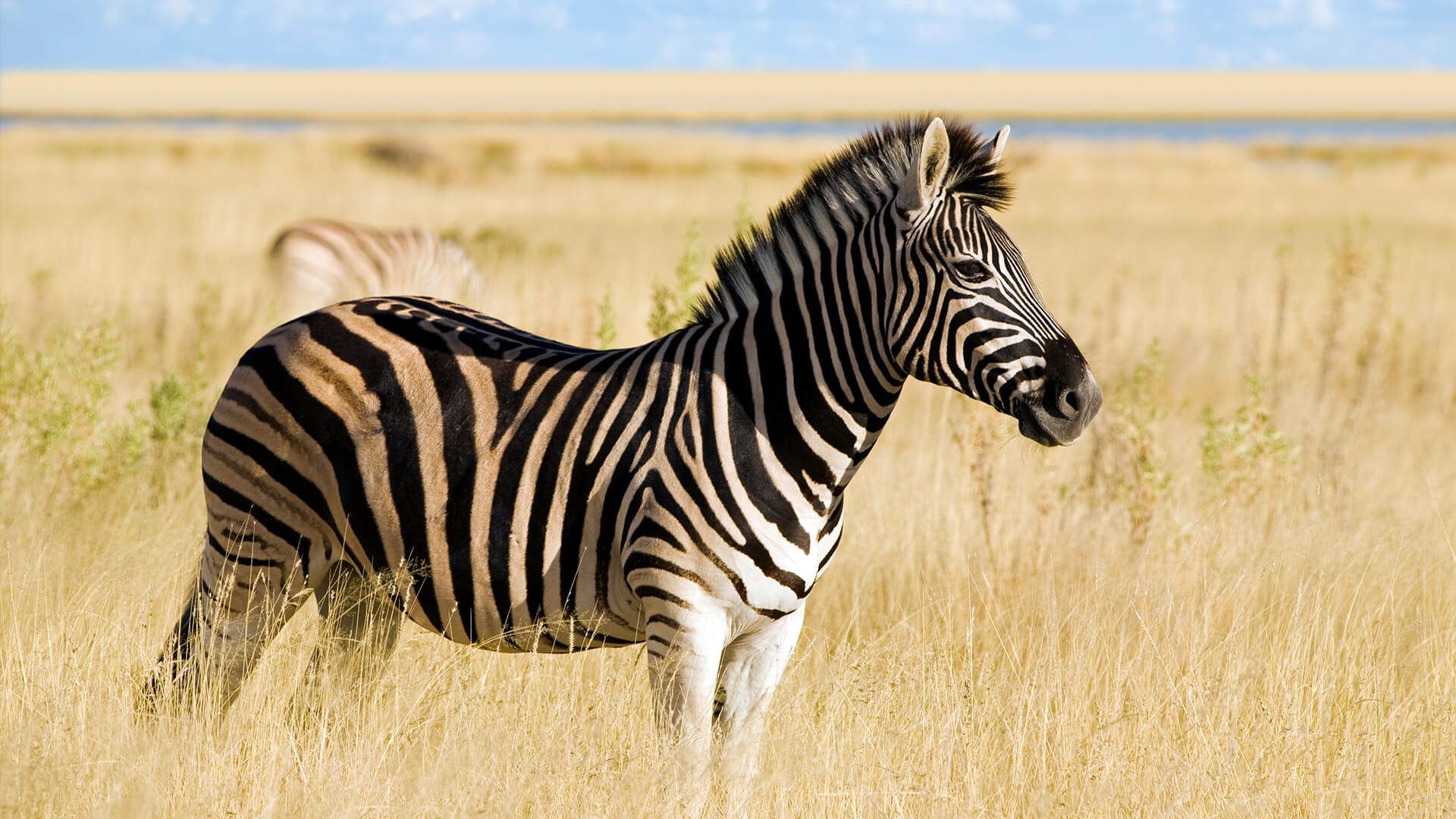 Detail Photos Of Zebras Nomer 17