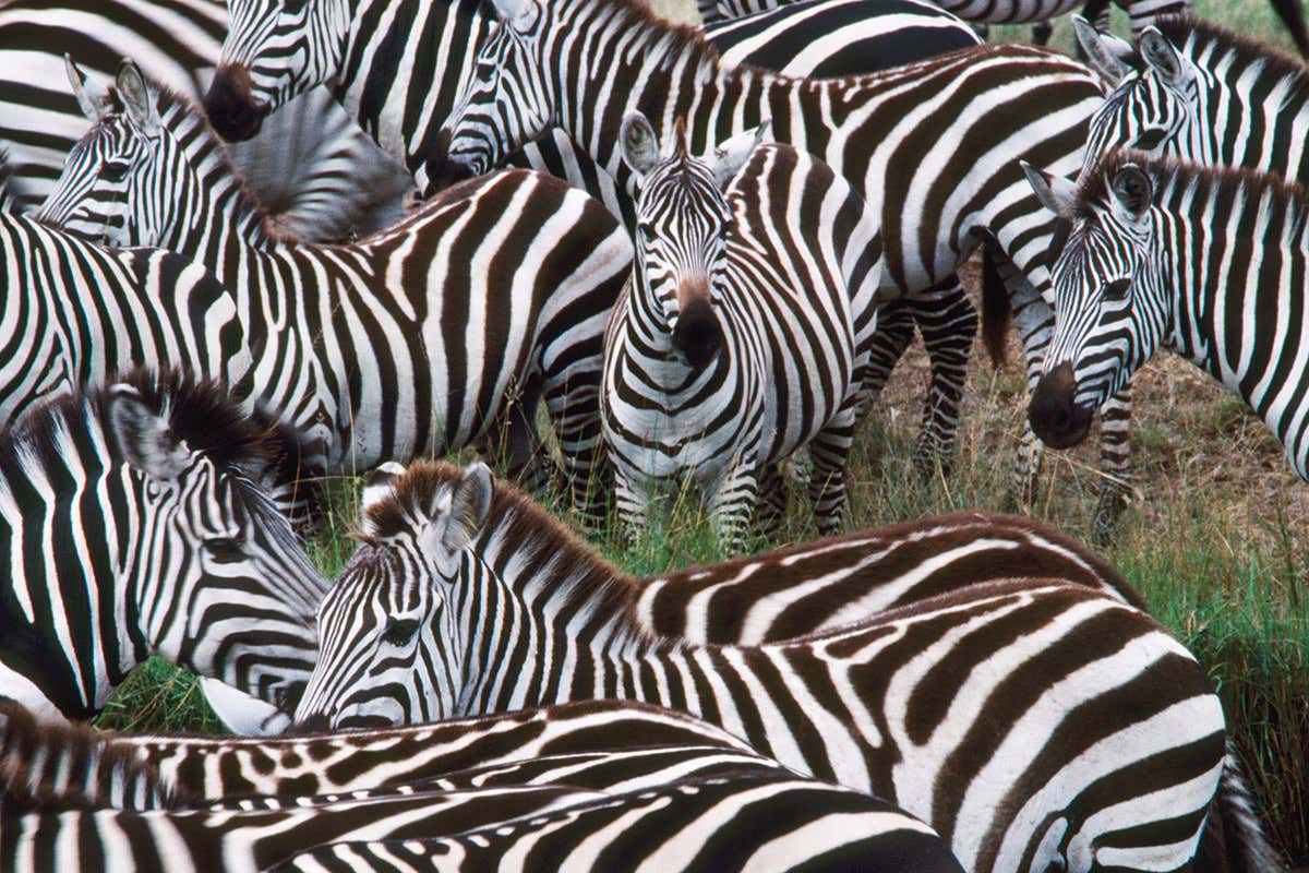 Detail Photos Of Zebras Nomer 36