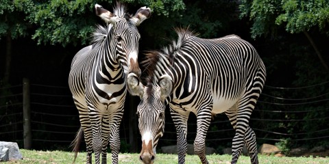 Detail Photos Of Zebras Nomer 46