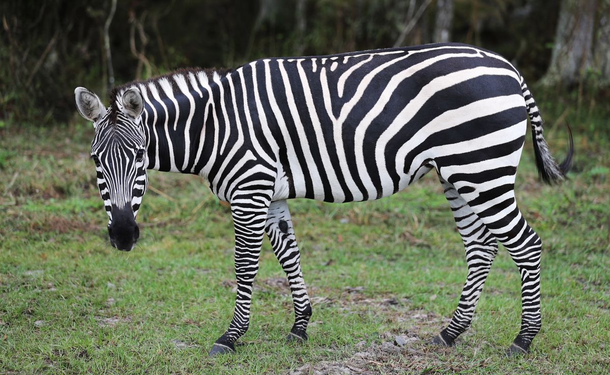 Detail Photos Of Zebras Nomer 49