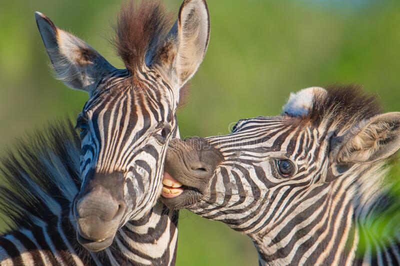 Detail Photos Of Zebras Nomer 50