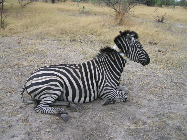 Detail Photos Of Zebras Nomer 52