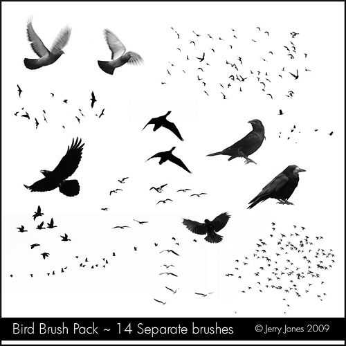 Photoshop Birds Brush - KibrisPDR