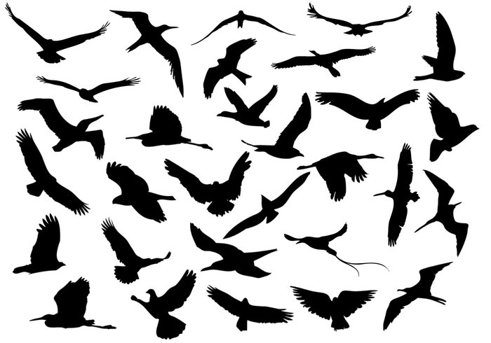 Photoshop Birds Brushes - KibrisPDR