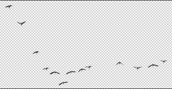 Detail Photoshop Birds Brushes Nomer 28