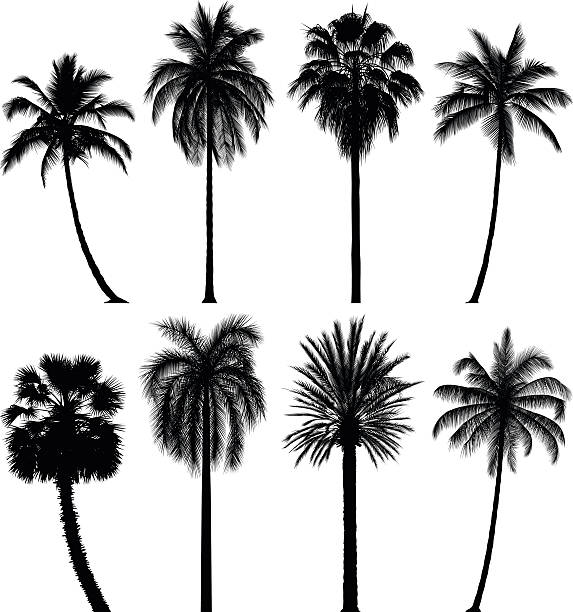 Detail Photoshop Palm Tree Brushes Nomer 11