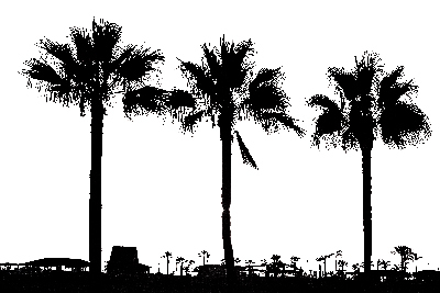 Detail Photoshop Palm Tree Brushes Nomer 55