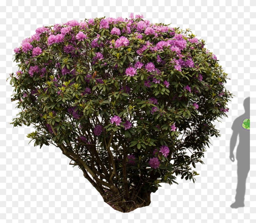 Detail Photoshop Shrubs Nomer 47