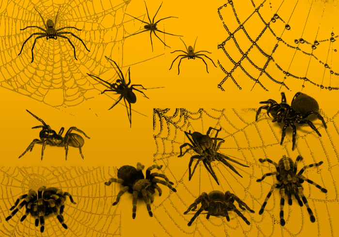 Detail Photoshop Spider Web Brush Nomer 37