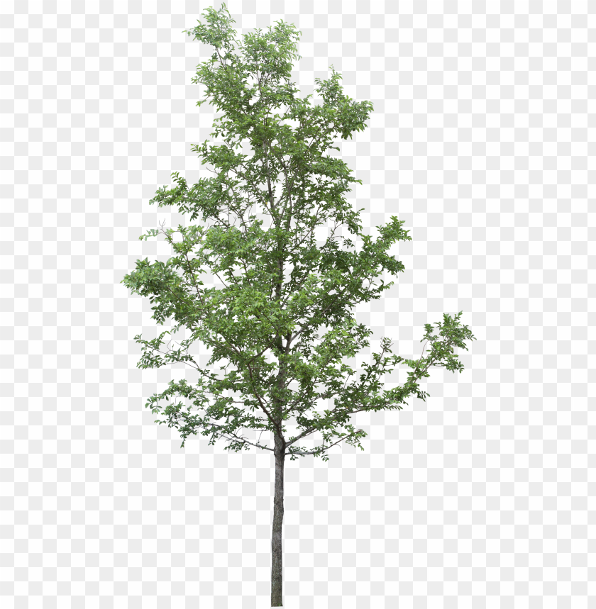 Detail Photoshop Tree Png Nomer 2