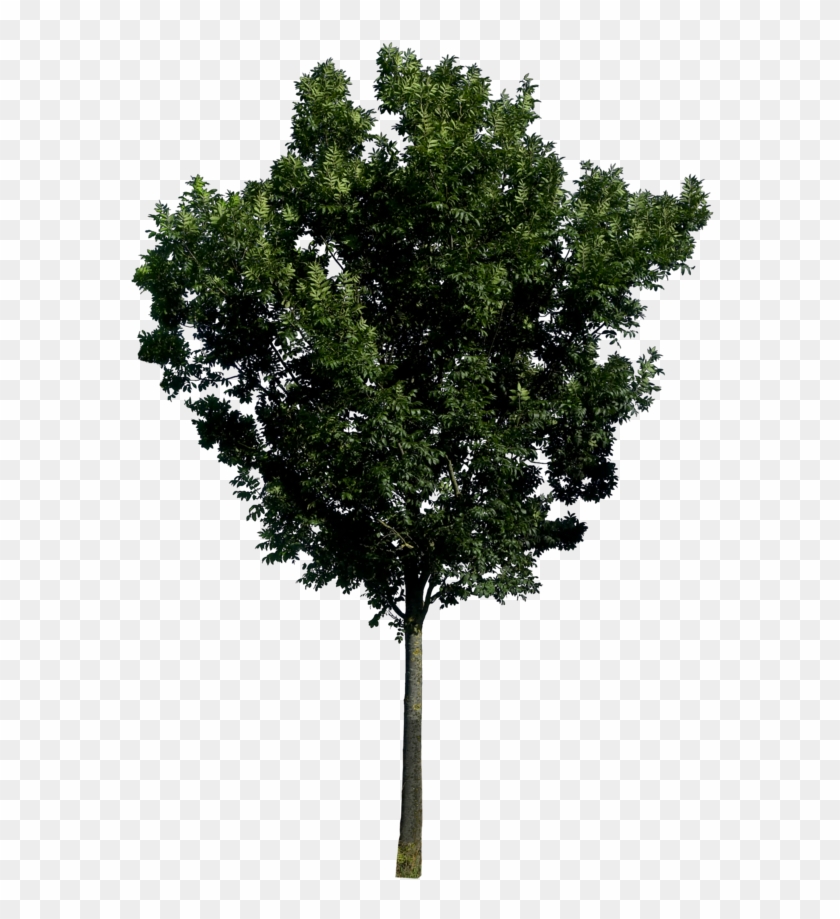 Detail Photoshop Tree Png Nomer 12