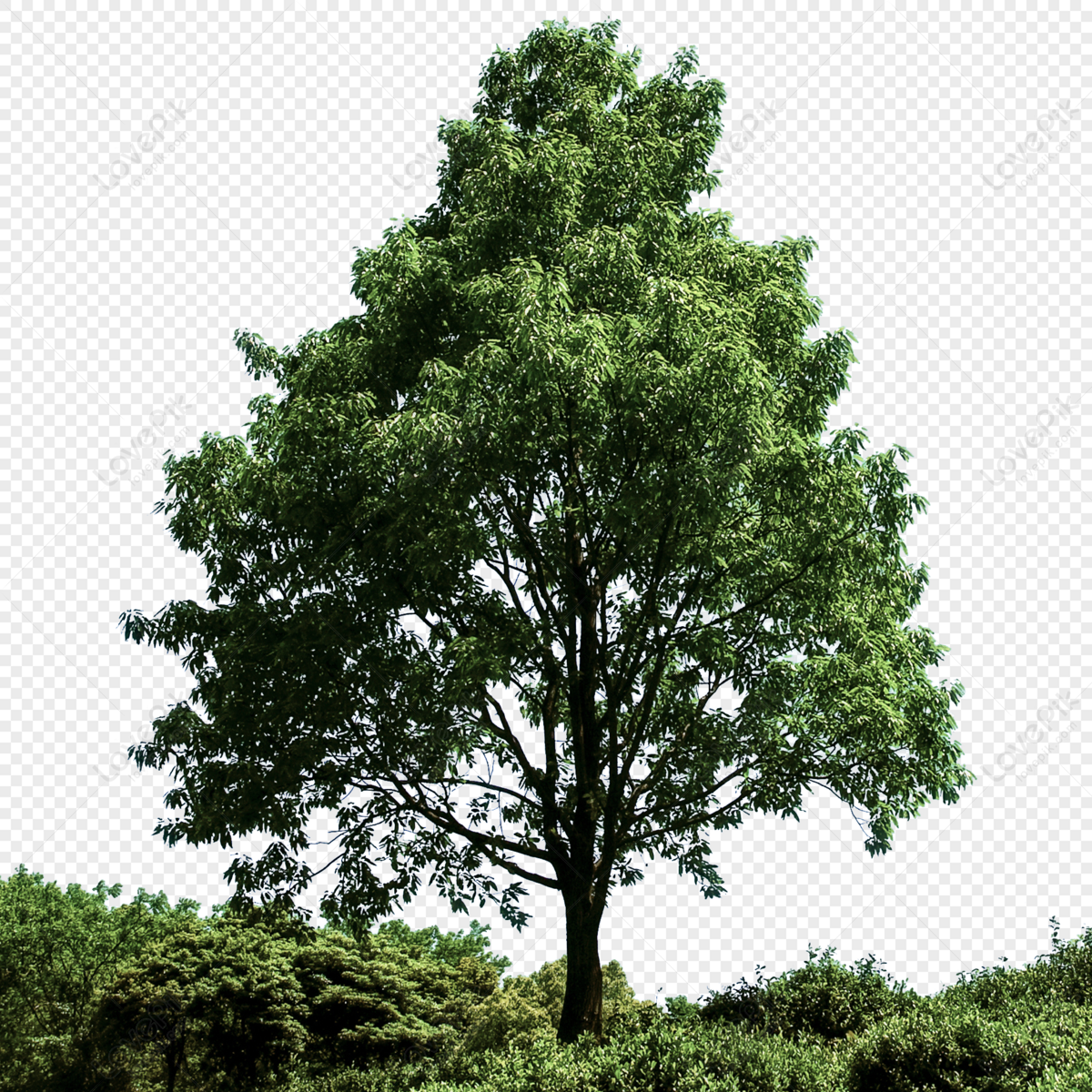 Detail Photoshop Tree Png Nomer 35