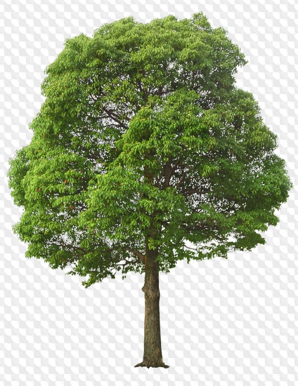 Detail Photoshop Tree Png Nomer 55