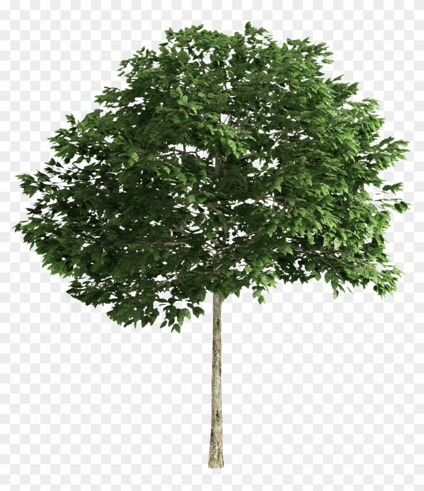 Detail Photoshop Tree Png Nomer 7