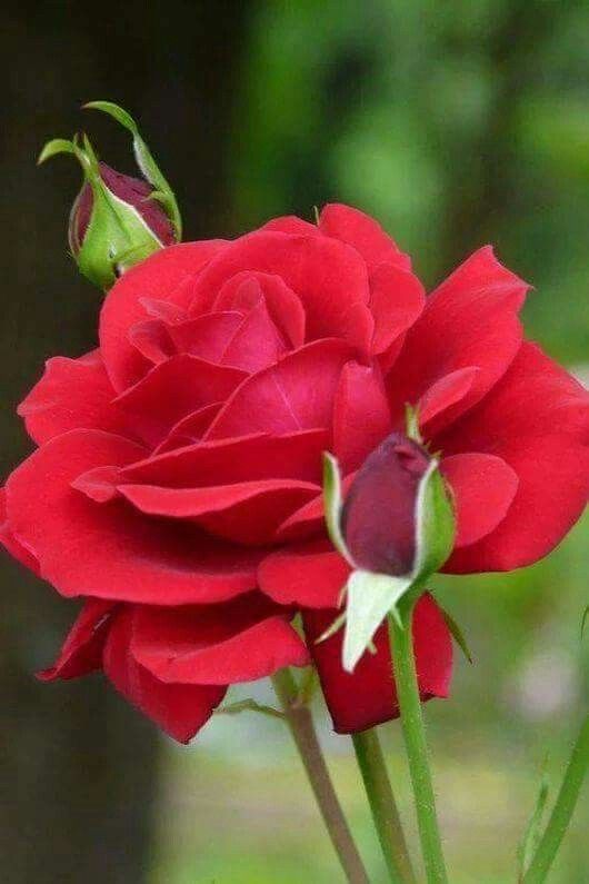 Detail Mawar Merah Cantik Nomer 12