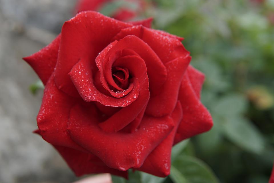 Detail Mawar Merah Cantik Nomer 41