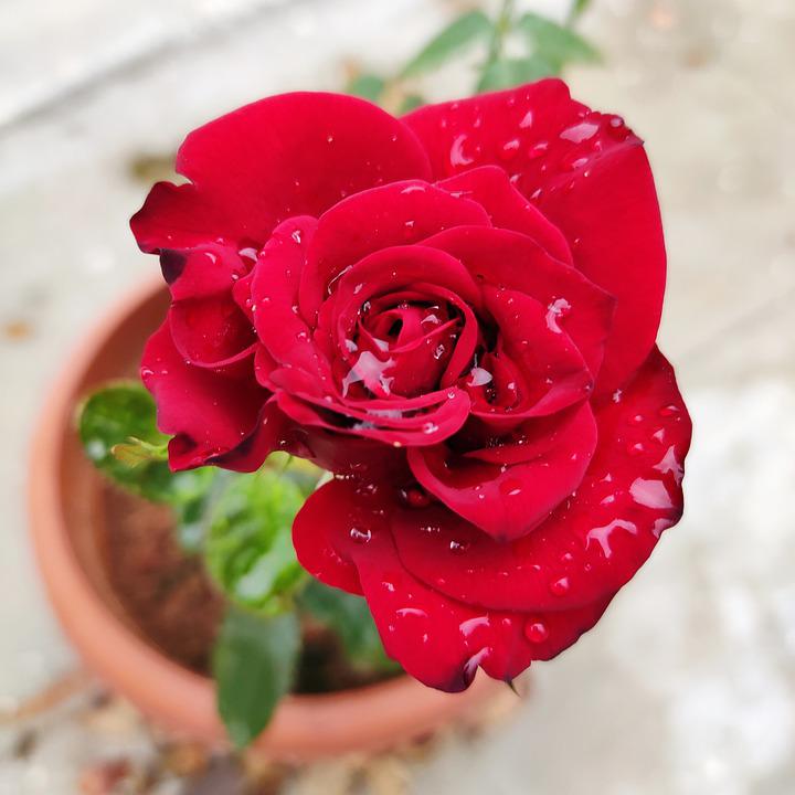 Detail Mawar Merah Cantik Nomer 51