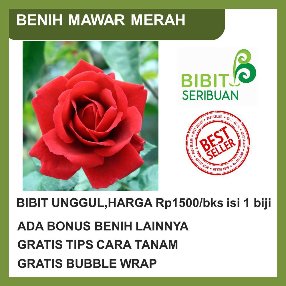 Detail Mawar Merah Gambar Bunga Mawar Nomer 24