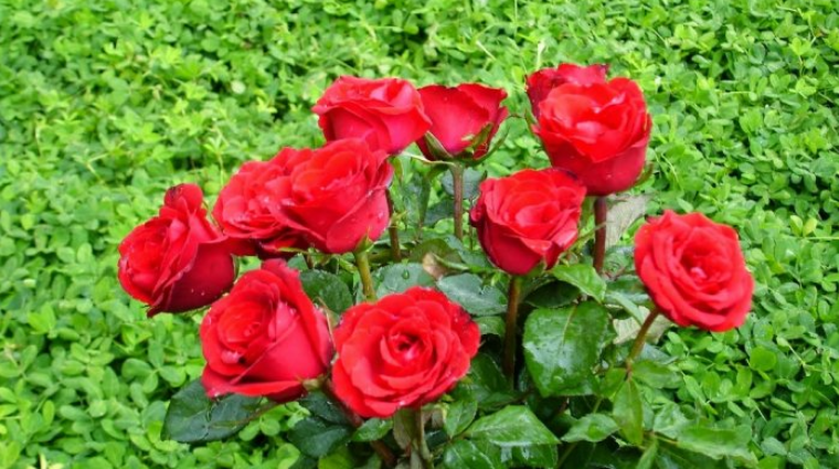Detail Mawar Merah Gambar Bunga Mawar Nomer 36