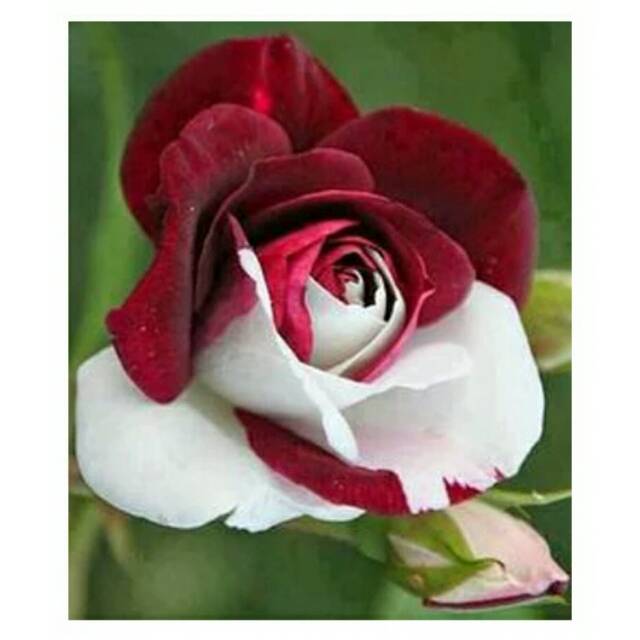 Mawar Merah Putih - KibrisPDR