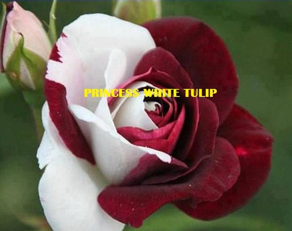 Detail Mawar Merah Putih Nomer 7