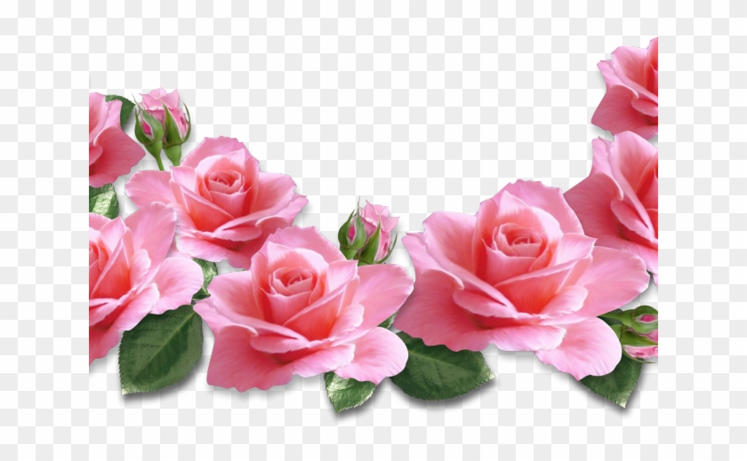 Mawar Pink Png - KibrisPDR