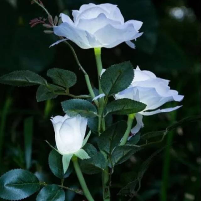 Detail Mawar Putih Bunga Nomer 16