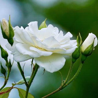 Detail Mawar Putih Bunga Nomer 21
