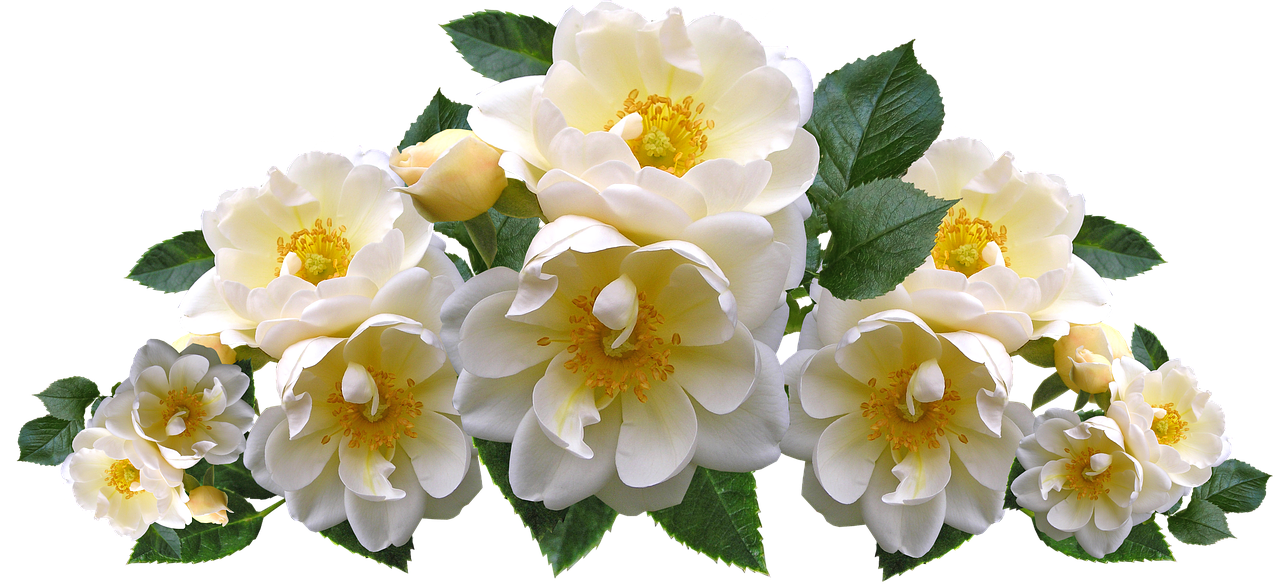 Detail Mawar Putih Bunga Nomer 24