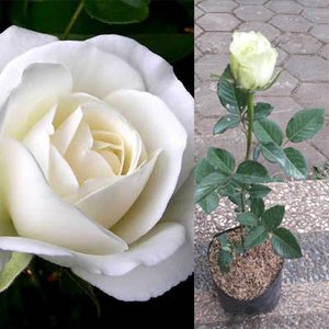 Detail Mawar Putih Bunga Nomer 54