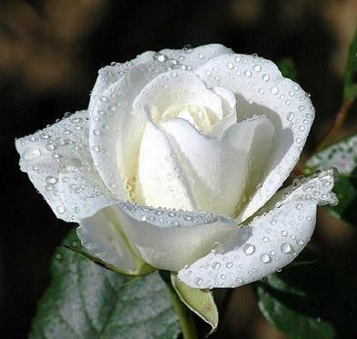 Mawar Putih Tumblr - KibrisPDR